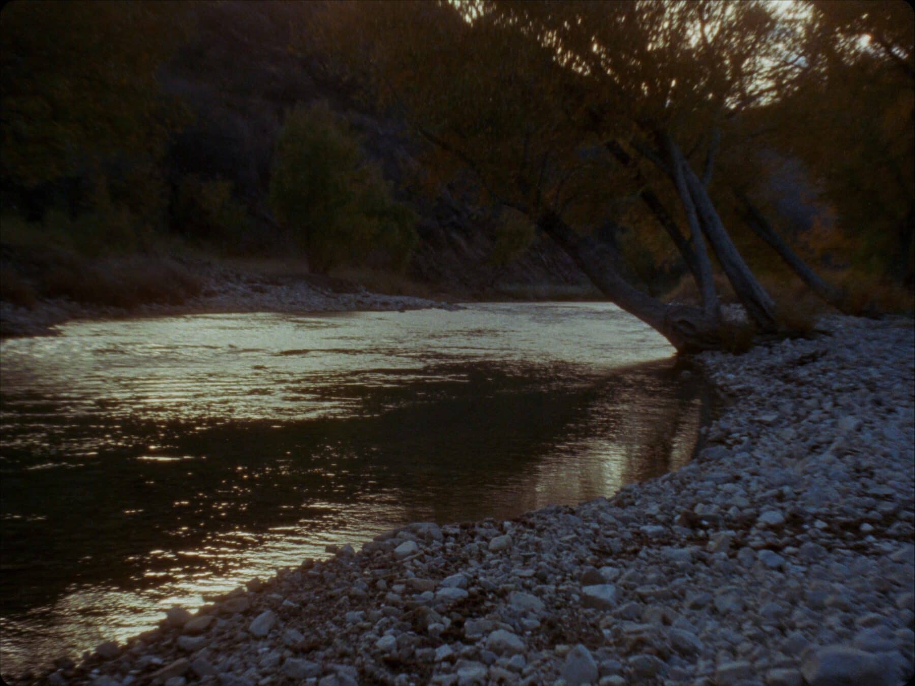 A clear freestone river running over pale cobble through autumn cottonwoods.